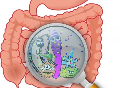 В кишечнике живут сотни бактерий, помогая процессу жизнедеятельности, при условии соблюдения баланса внутренней среды, они не причиняют беспокойства.